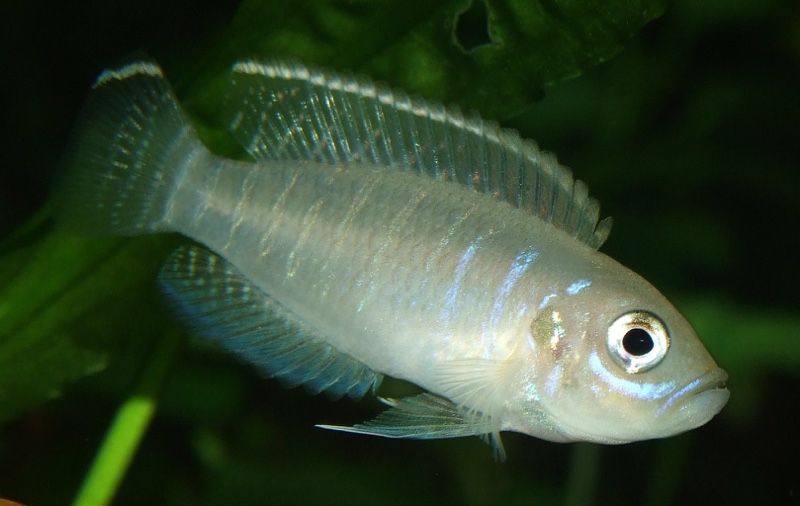 Neolamprologus brevis 'Chimba'